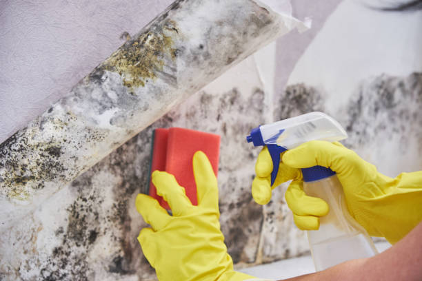 Best Basement Mold Removal  in Wesley Hills, NY